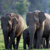 things to do in sigiriya