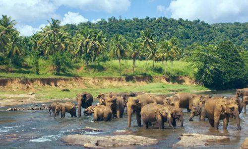 PINNAWALA ELEPHANT ORPHANAGE
