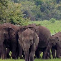 things to do in sigiriya